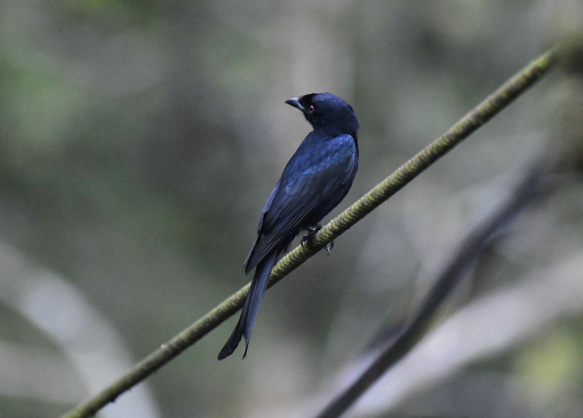 Velvet-mantled Drongo (Fanti) - ML640595866