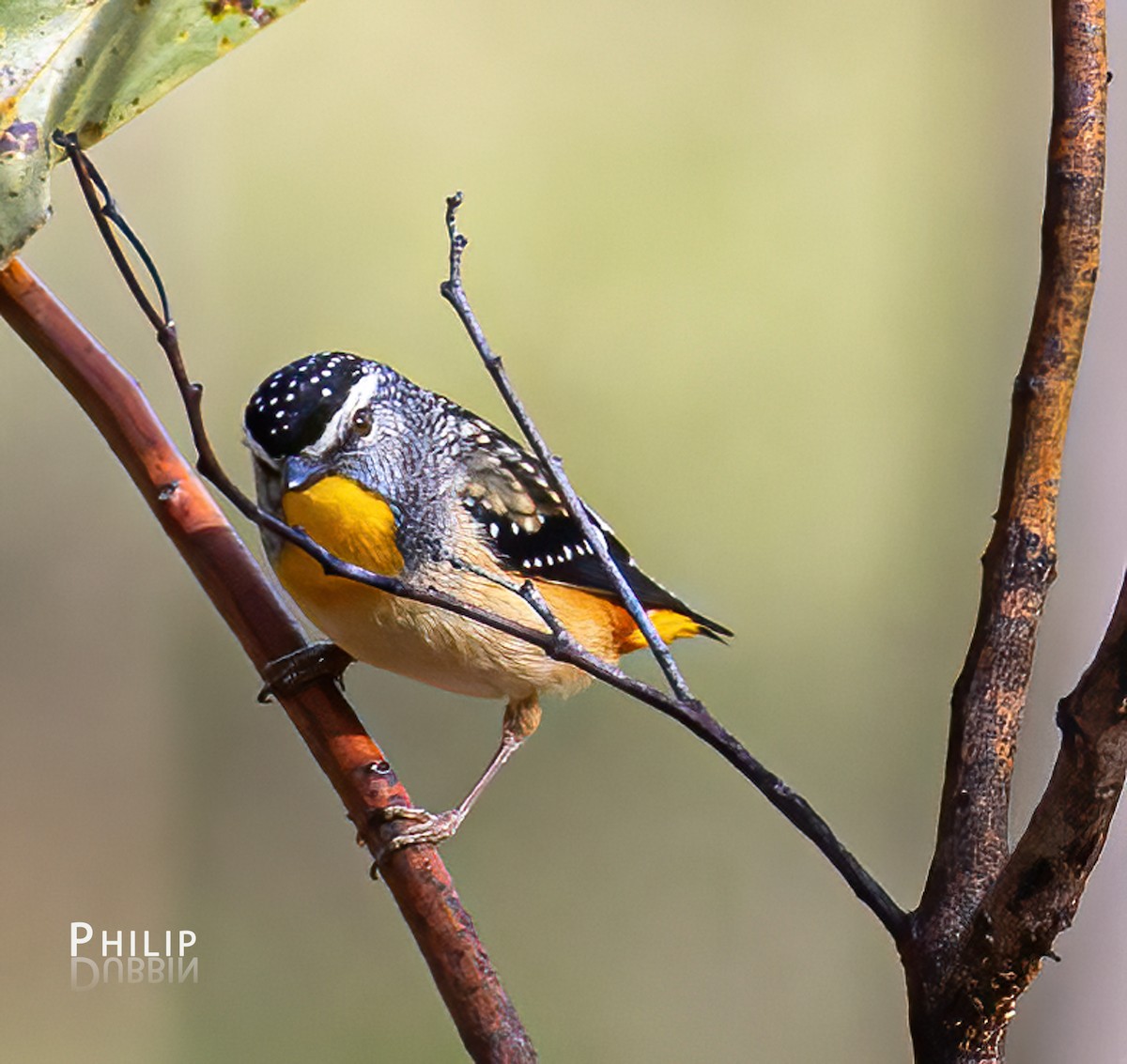 Spotted Pardalote - ML640595906