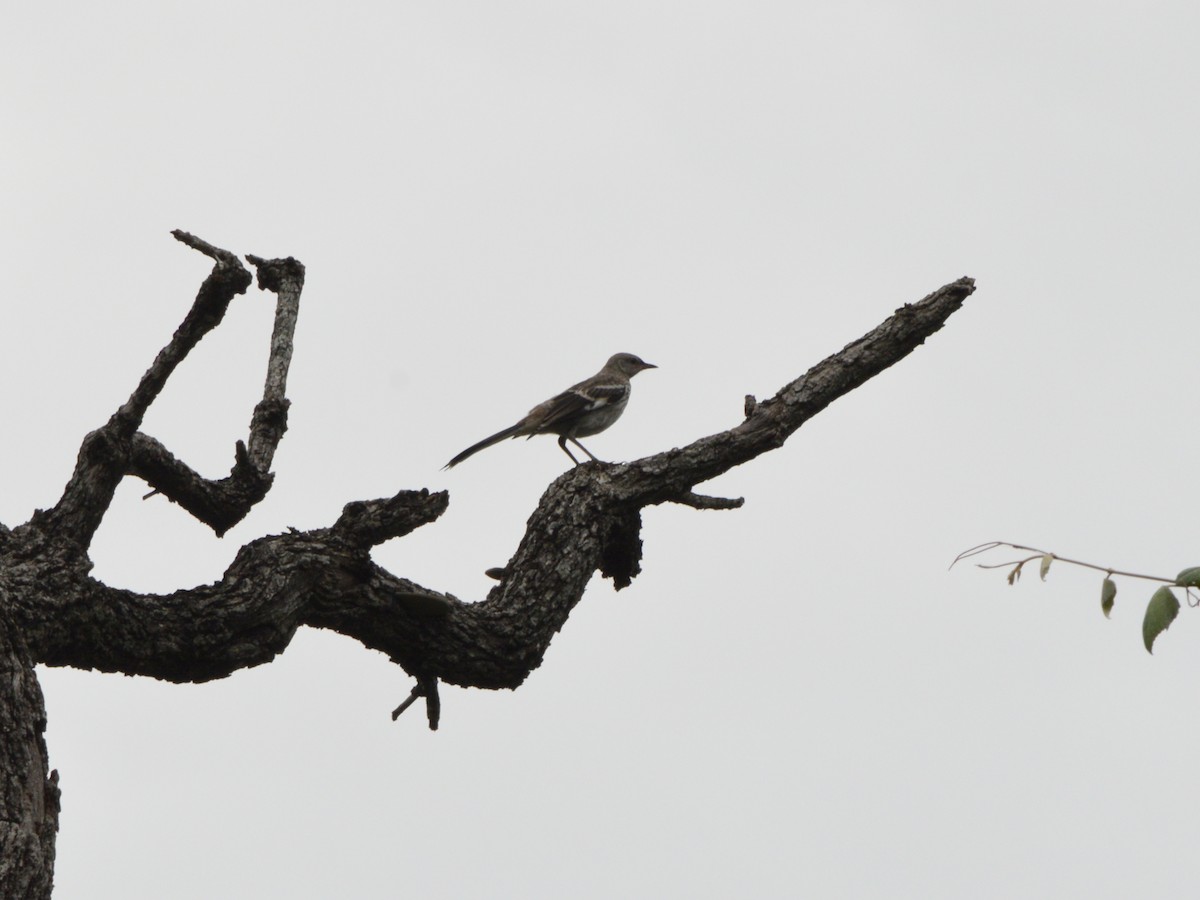 Northern Mockingbird - ML640595979