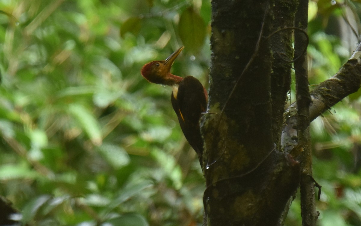 Orange-backed Woodpecker - ML640595991