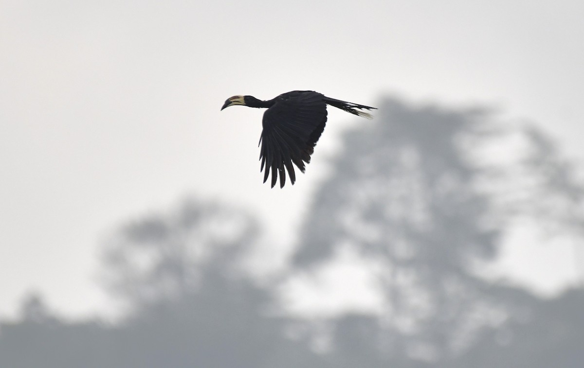 West African Pied Hornbill - ML640595998