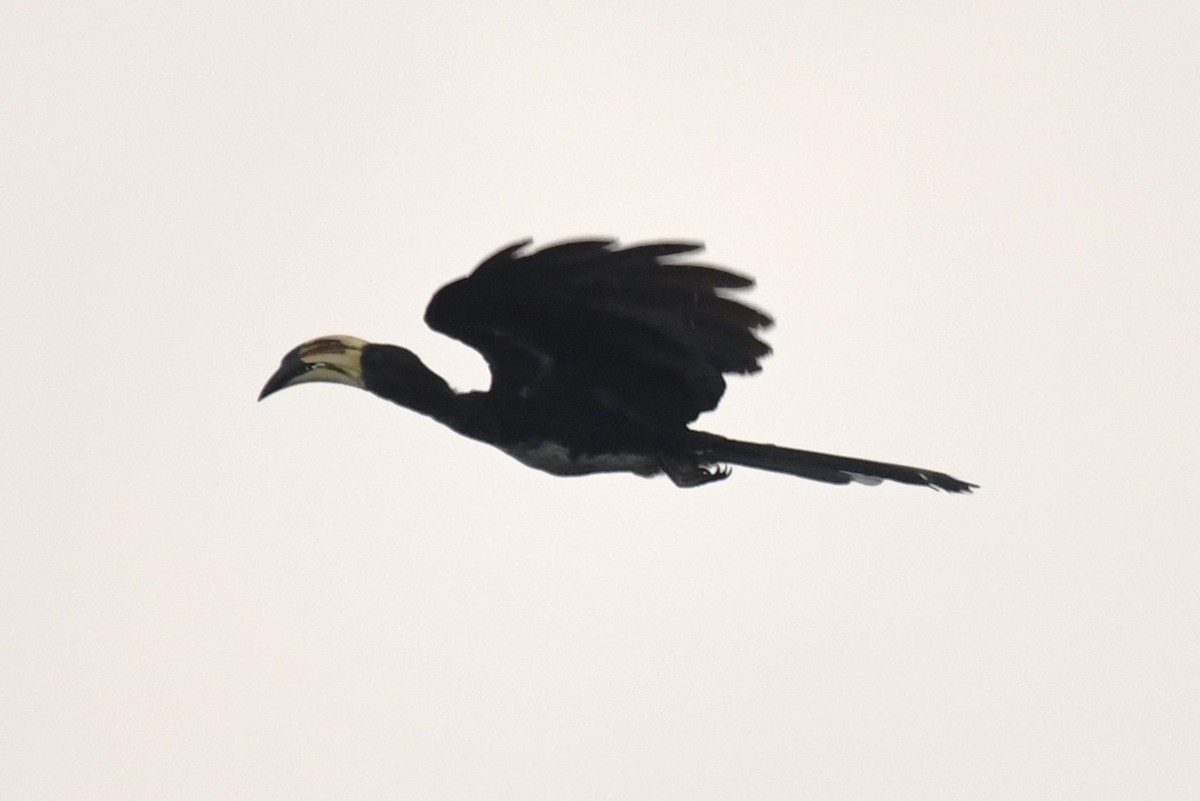 West African Pied Hornbill - ML640595999