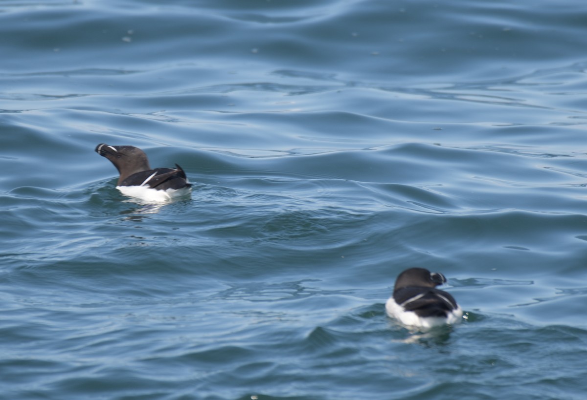 Razorbill - ML640596017