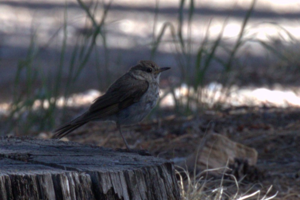 Hermit Thrush - ML640596132
