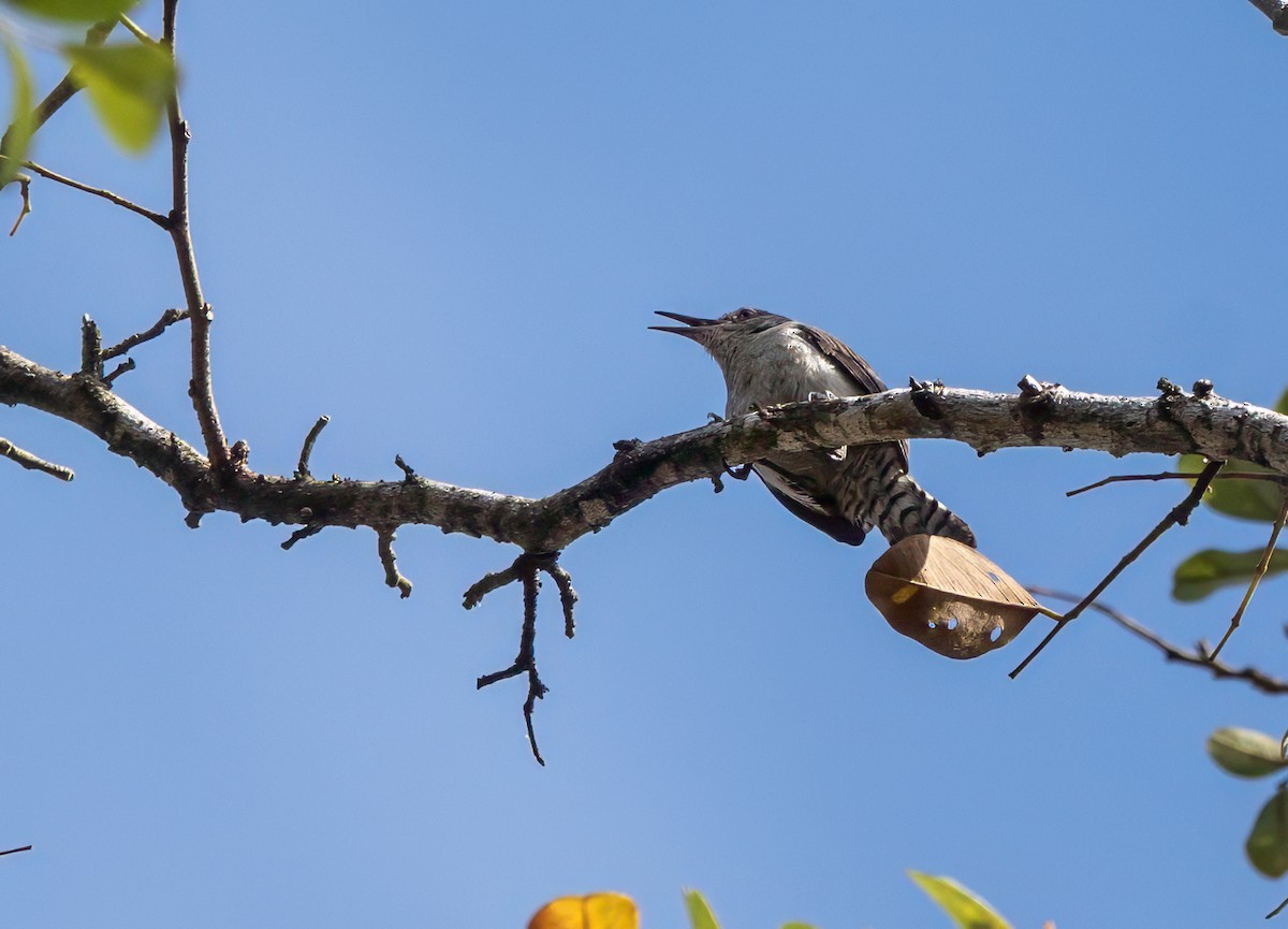 Tooth-billed Wren - ML640596134