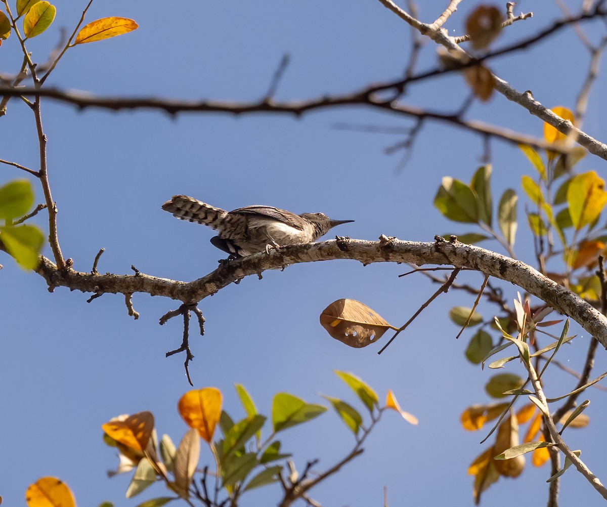 Tooth-billed Wren - ML640596135