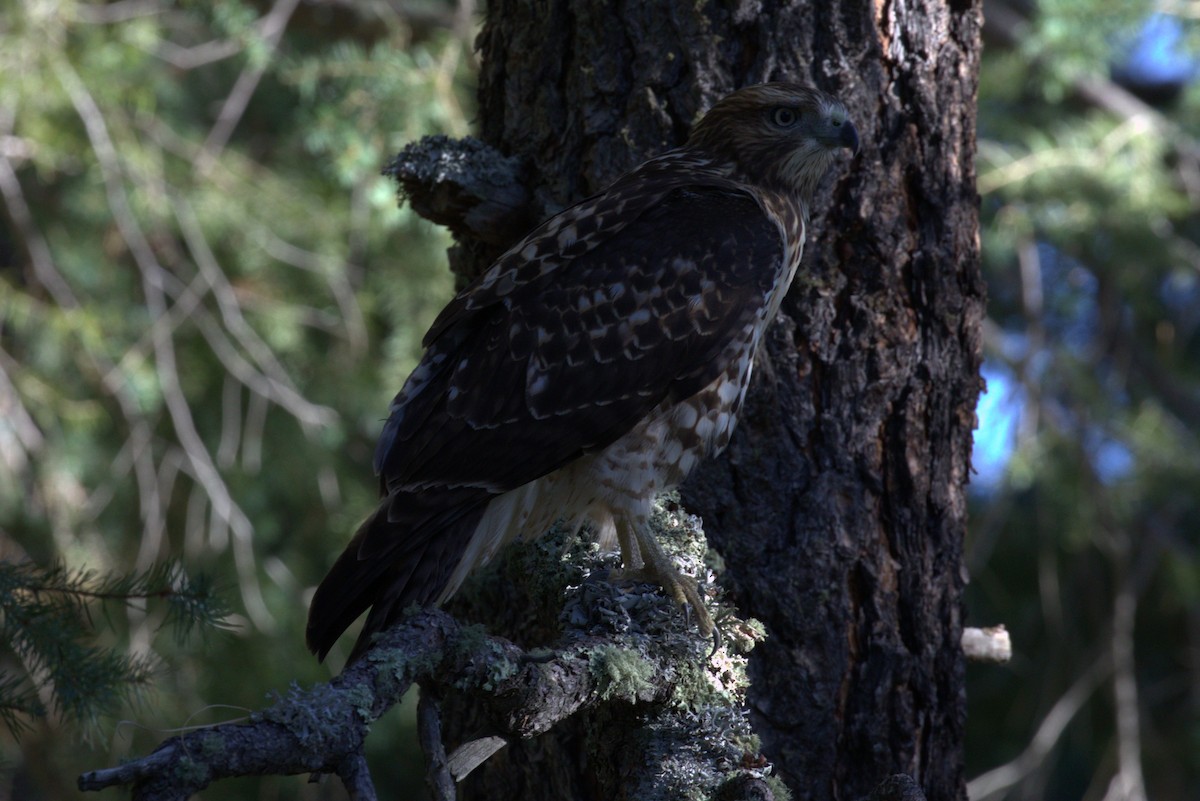 Red-tailed Hawk - ML640596138