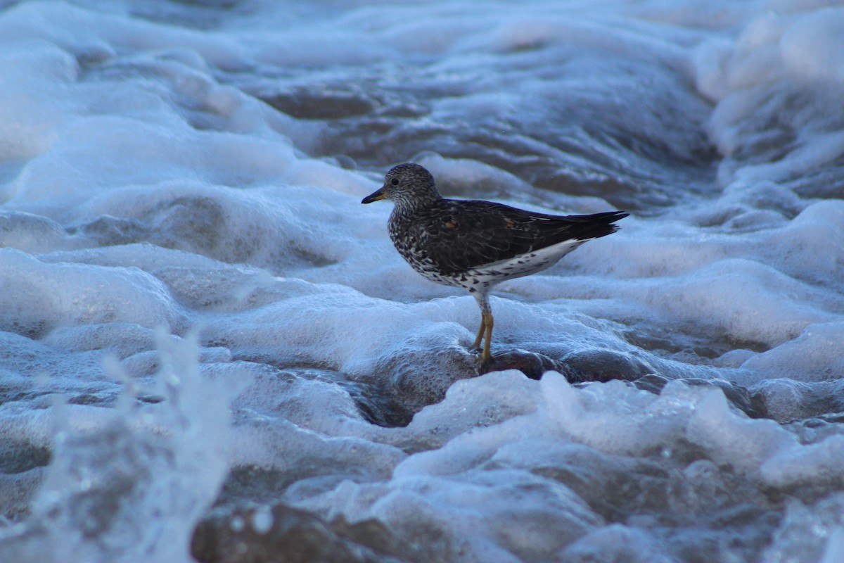 Surfbird - ML640596143