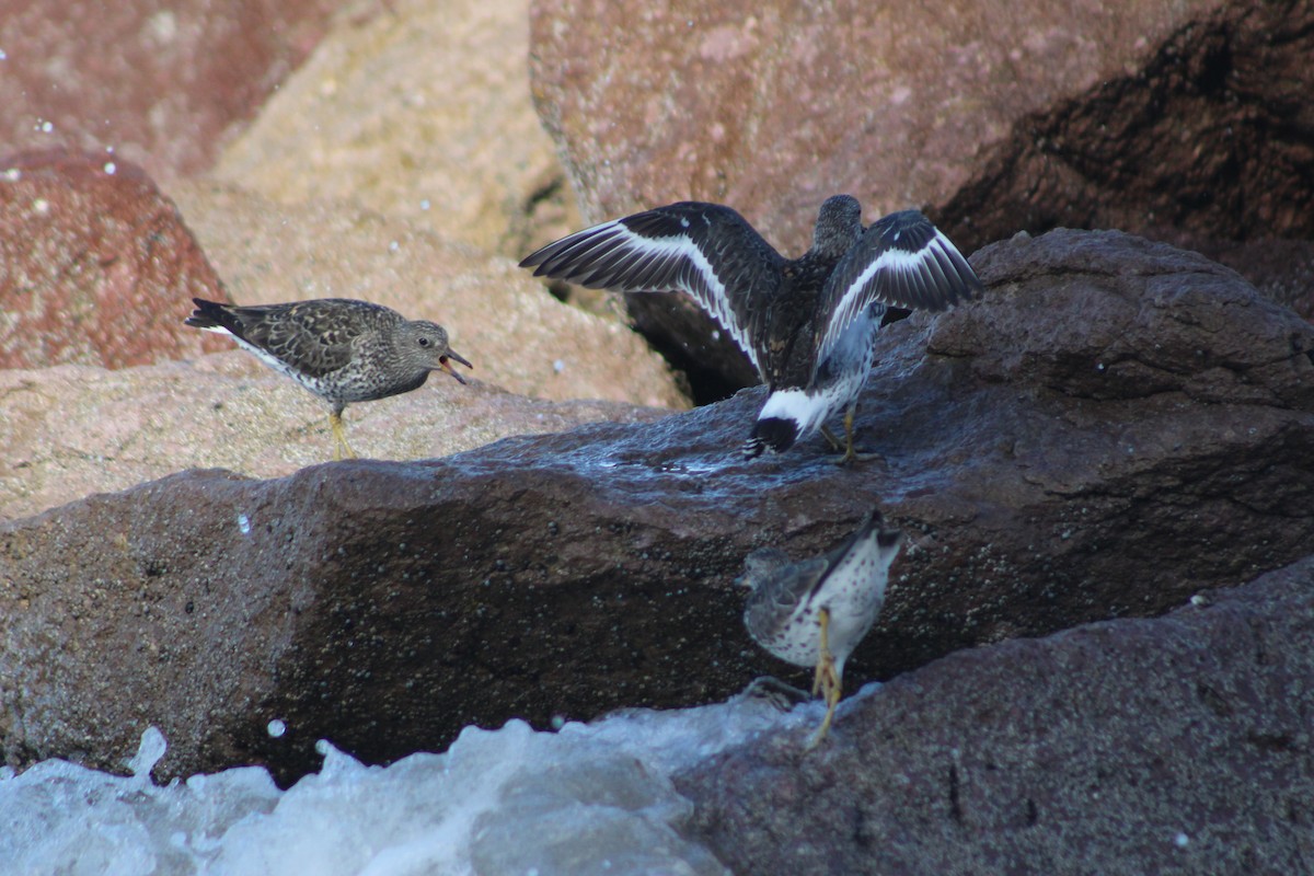 Surfbird - ML640596144