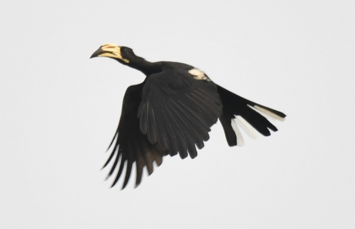 West African Pied Hornbill - ML640596173