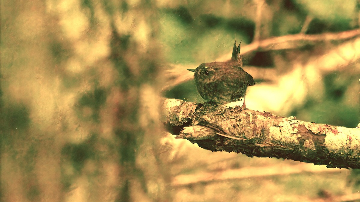 Pacific Wren - ML640596174