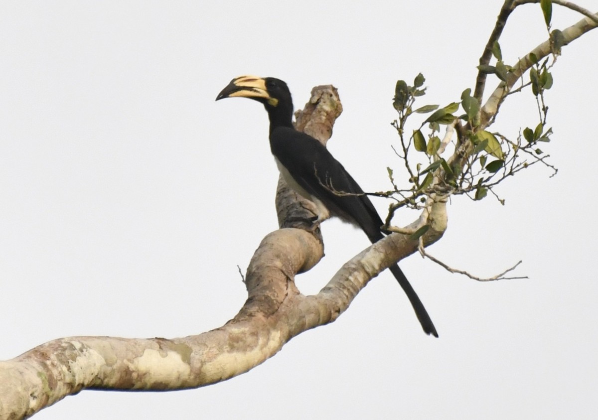 West African Pied Hornbill - ML640596178