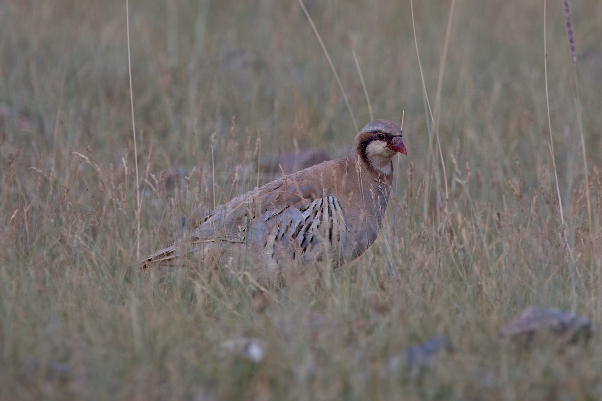 Przevalski's Partridge - ML640596215