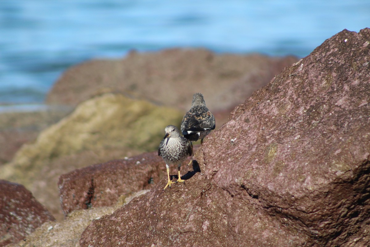 Surfbird - ML640596220