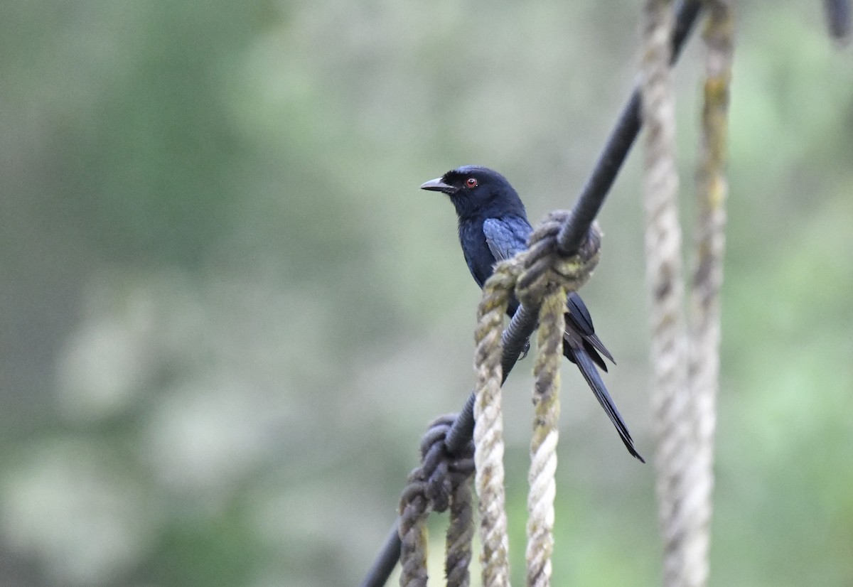 Velvet-mantled Drongo (Fanti) - ML640596242