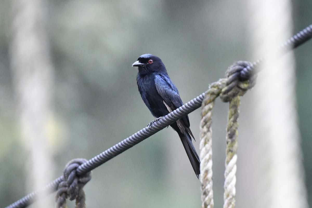 Velvet-mantled Drongo (Fanti) - ML640596243