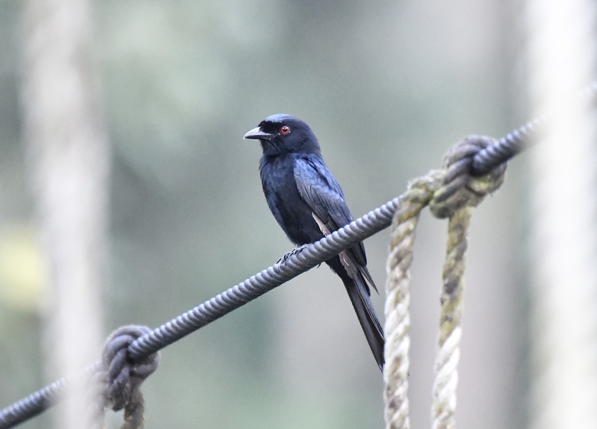 Velvet-mantled Drongo (Fanti) - ML640596244