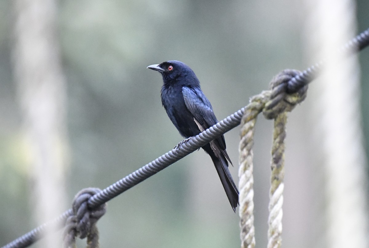 Velvet-mantled Drongo (Fanti) - ML640596245