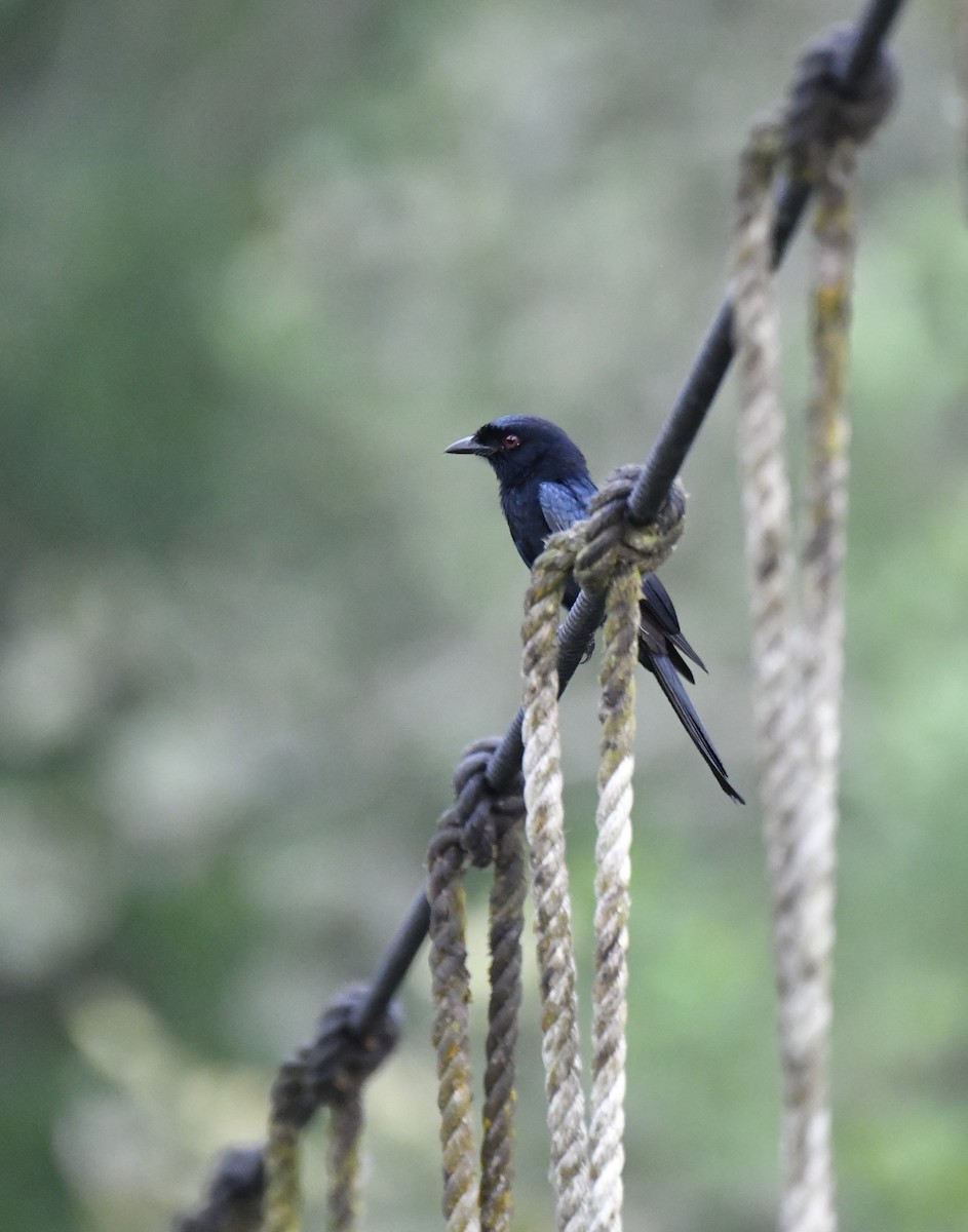 Velvet-mantled Drongo (Fanti) - ML640596246