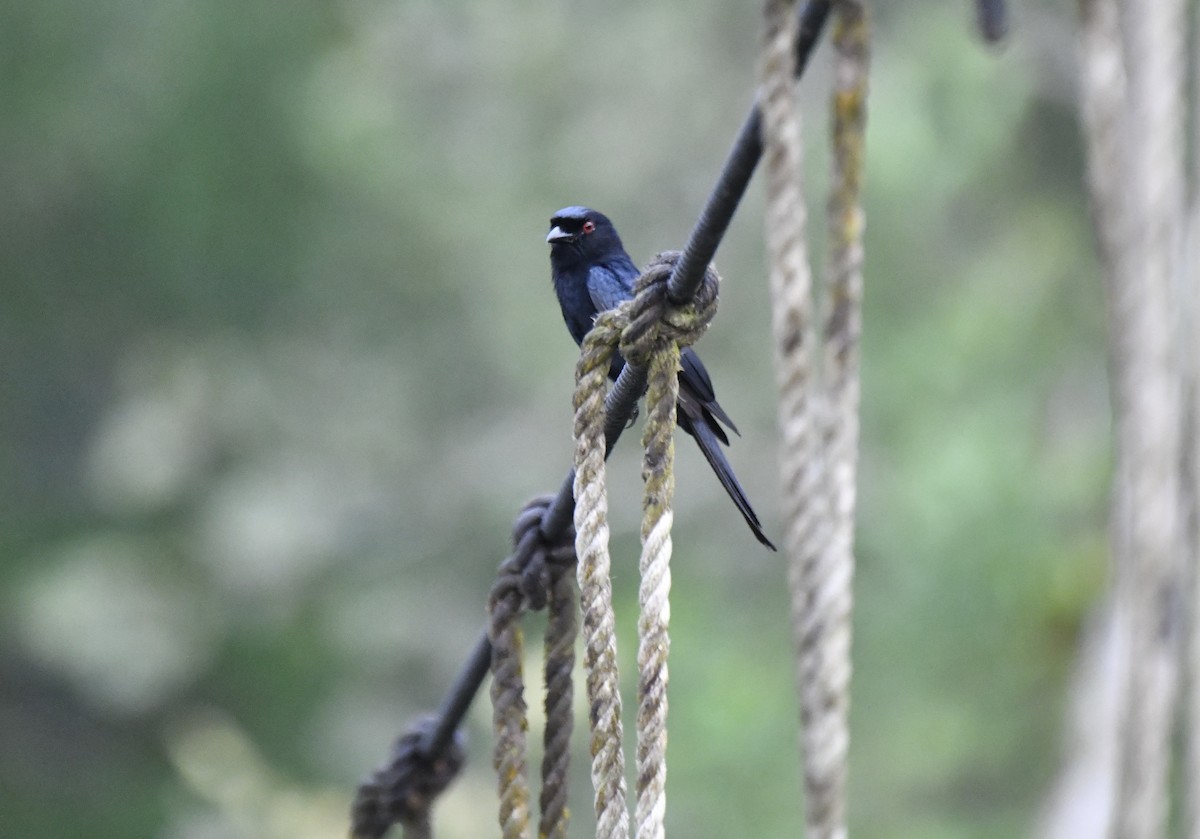 Velvet-mantled Drongo (Fanti) - ML640596247