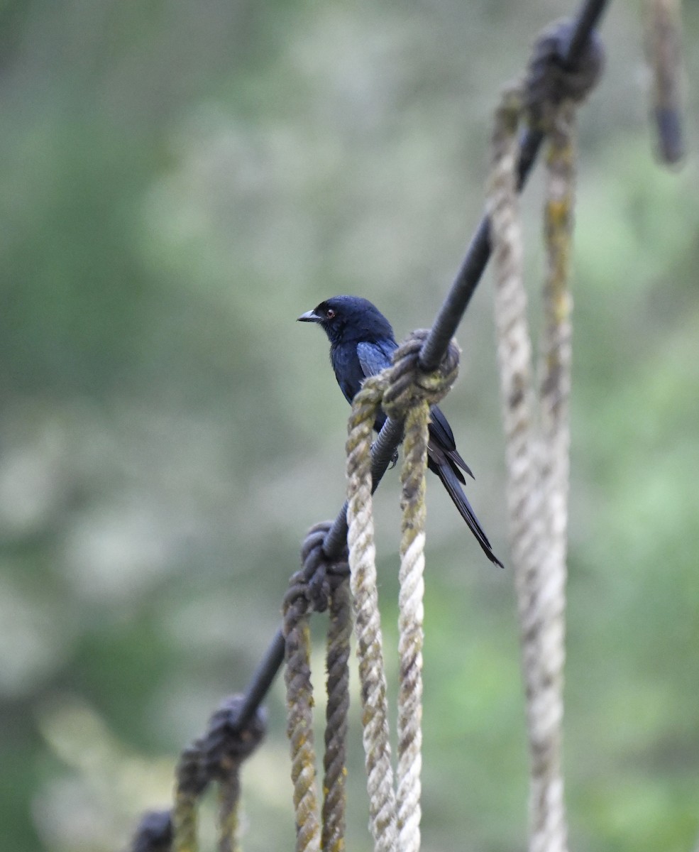 Velvet-mantled Drongo (Fanti) - ML640596248