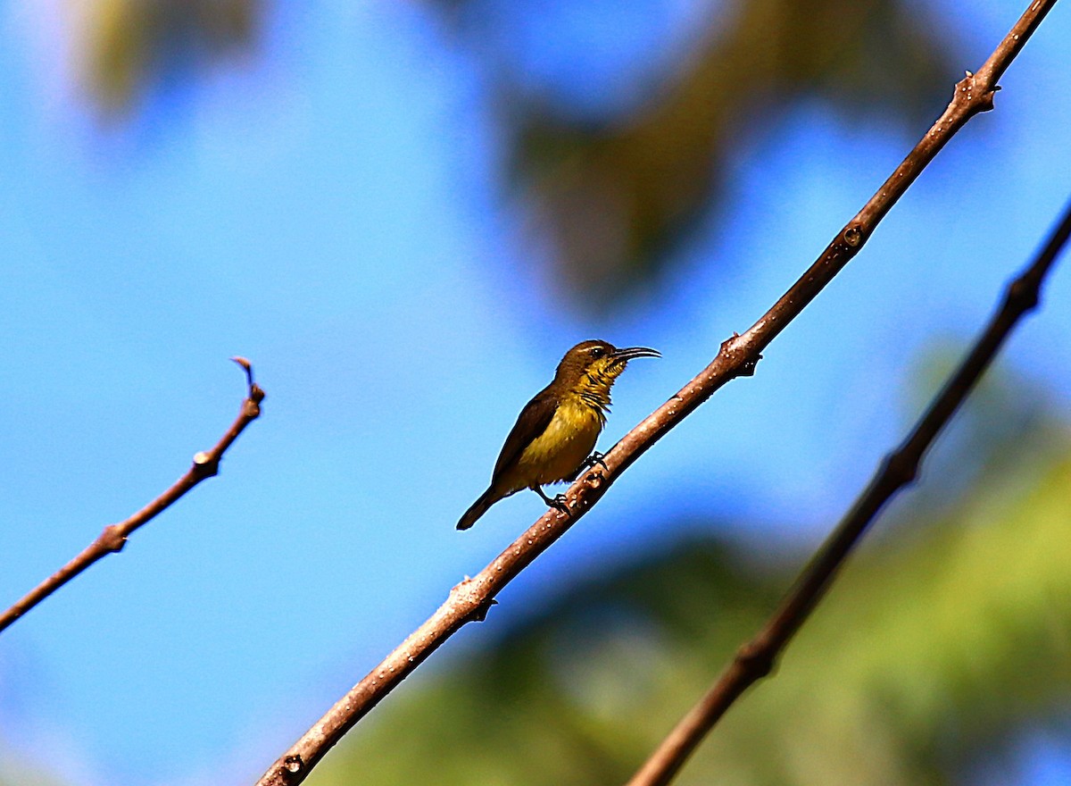 Palawan Sunbird - ML640596260