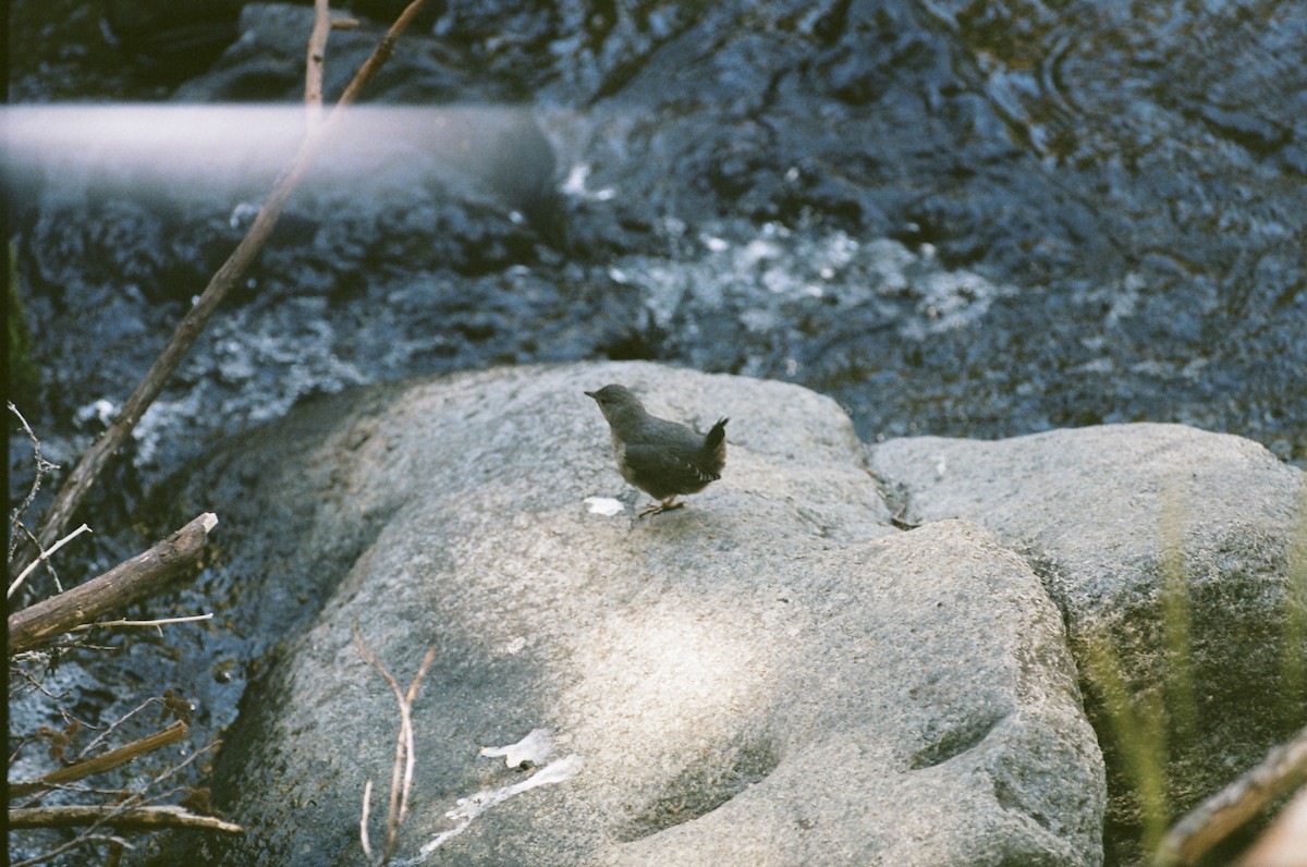 American Dipper - ML640596319