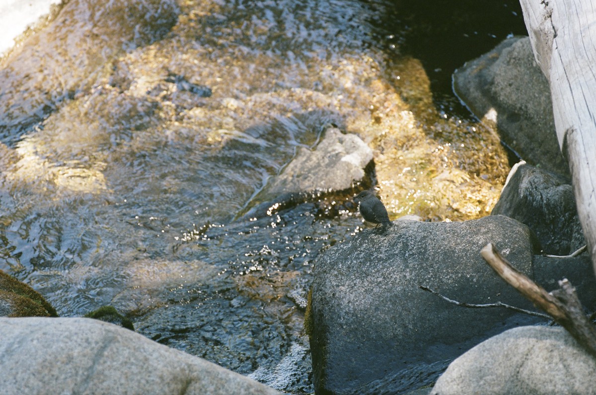 American Dipper - ML640596320