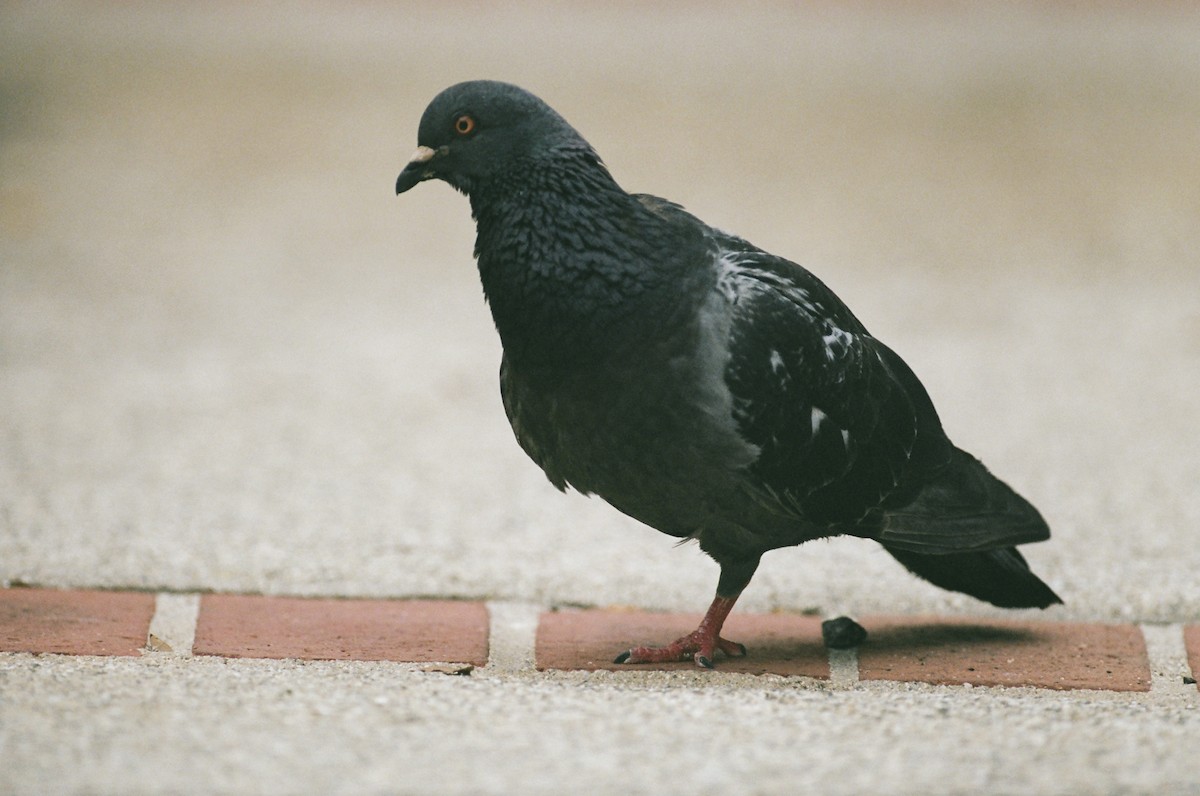 Rock Pigeon (Feral Pigeon) - ML640596377