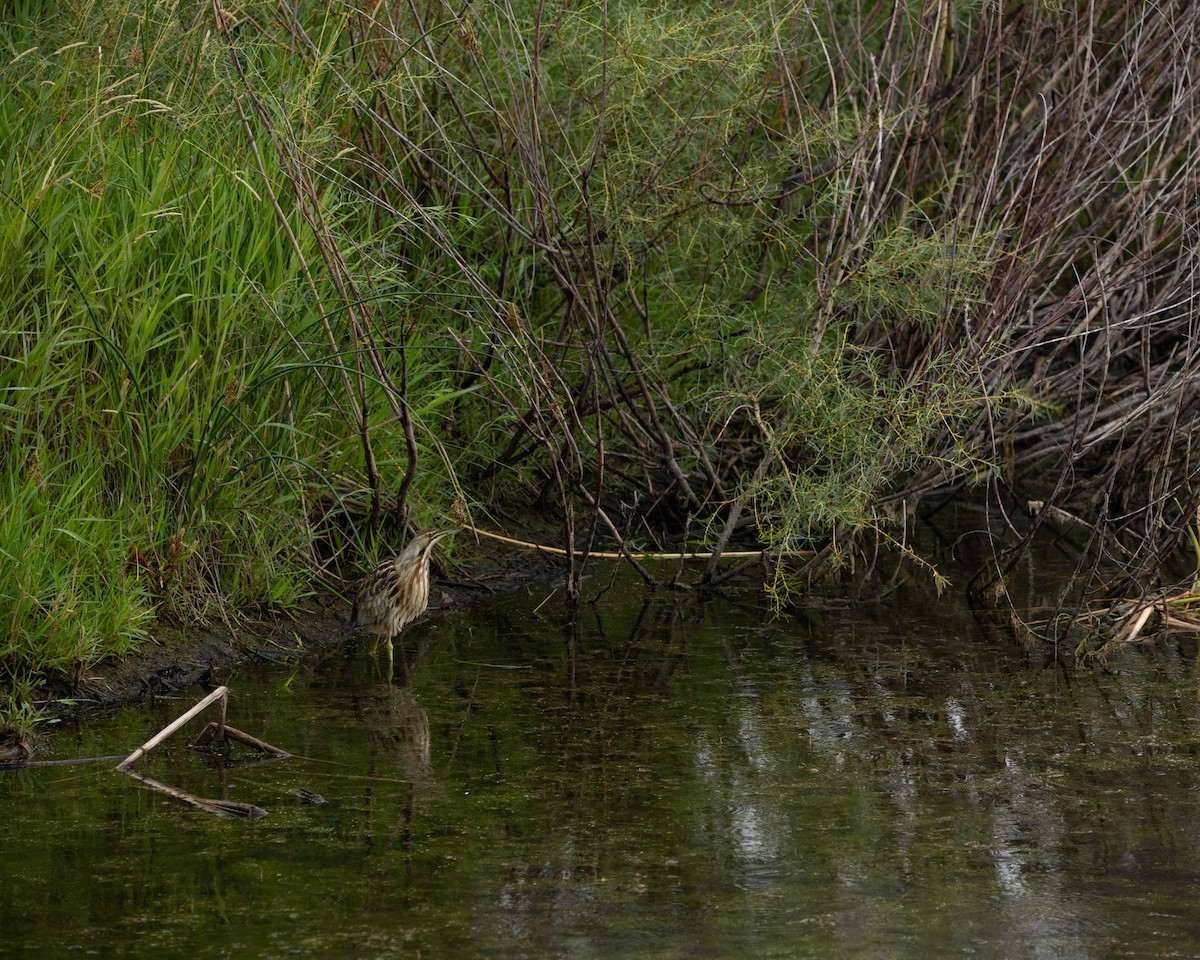 American Bittern - ML640596416