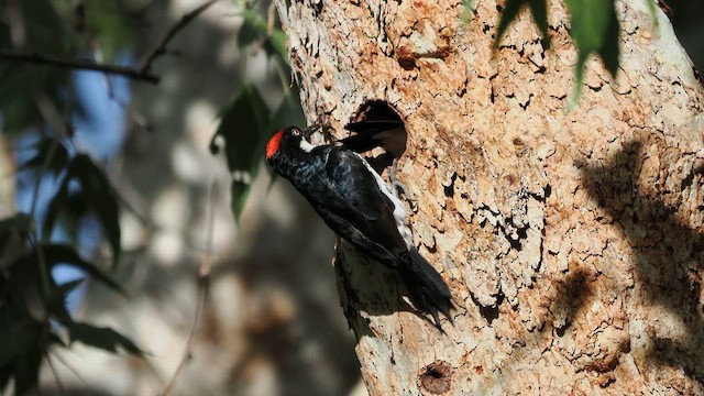 Acorn Woodpecker - ML640596419