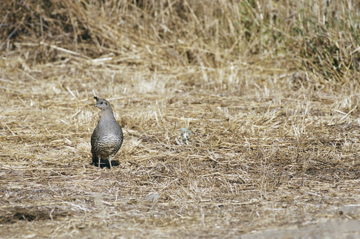 California Quail - ML640596421