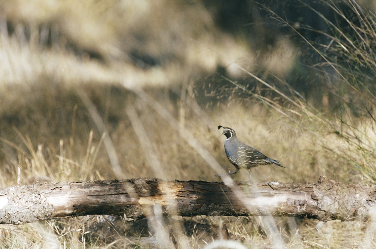 California Quail - ML640596428