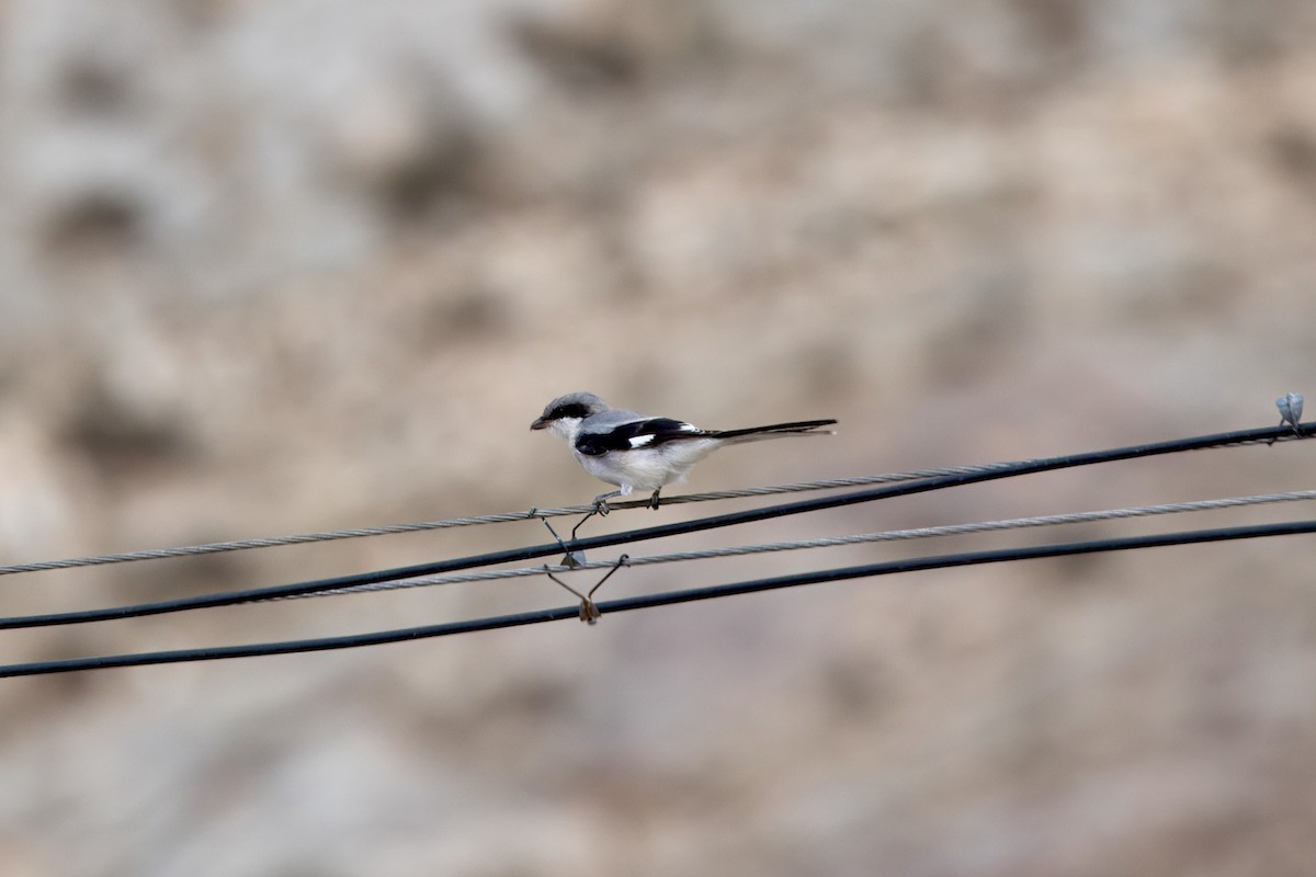 Giant Shrike - ML640596435