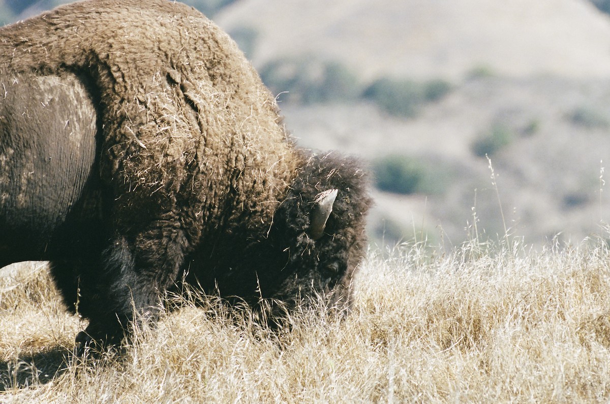 American Bison - ML640596442