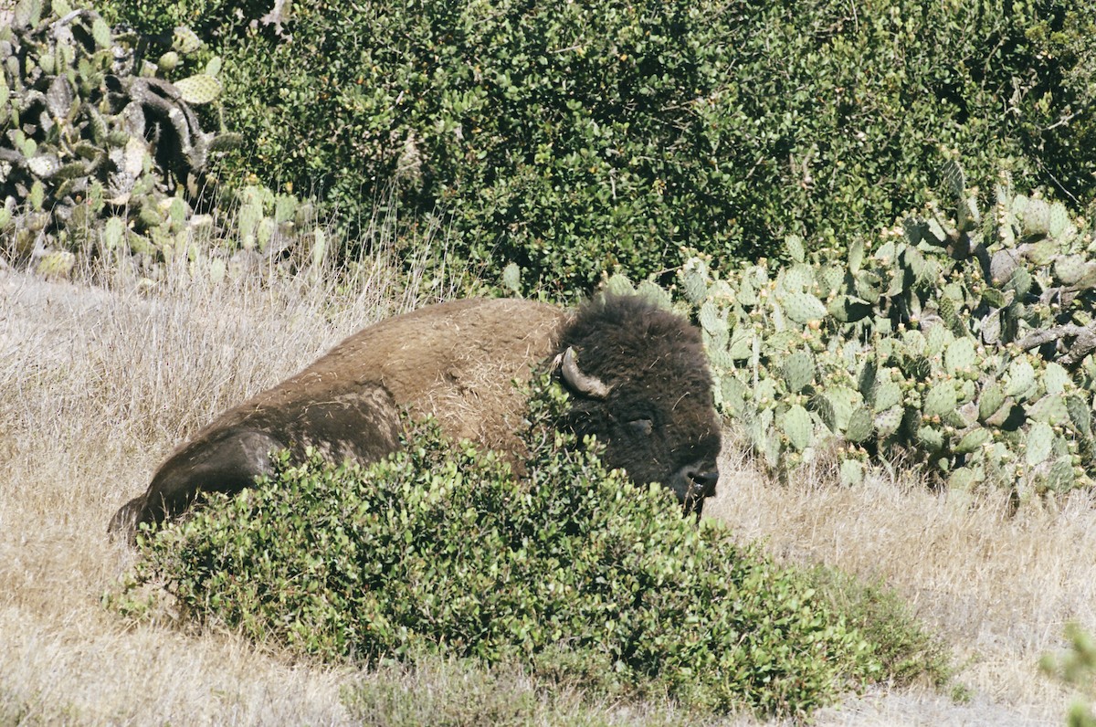 American Bison - ML640596443