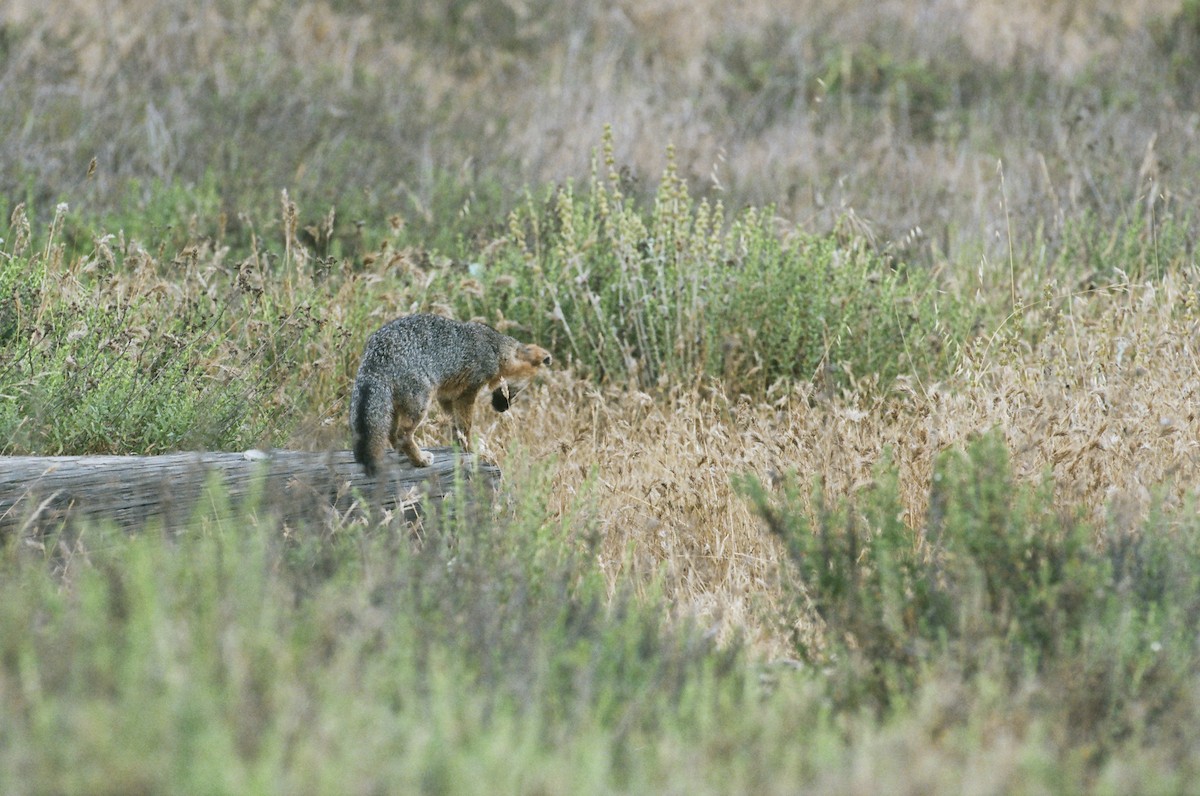 Santa Catalina Island Fox - ML640596445
