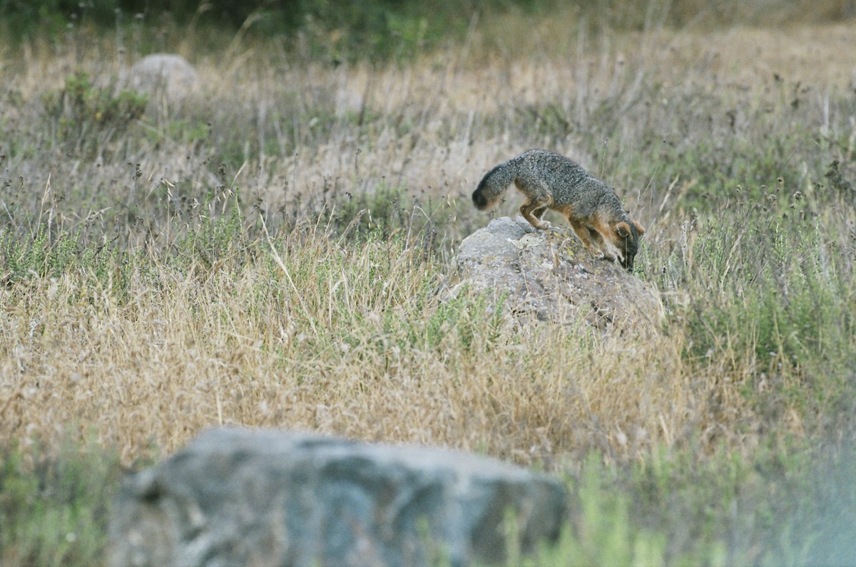 Santa Catalina Island Fox - ML640596446
