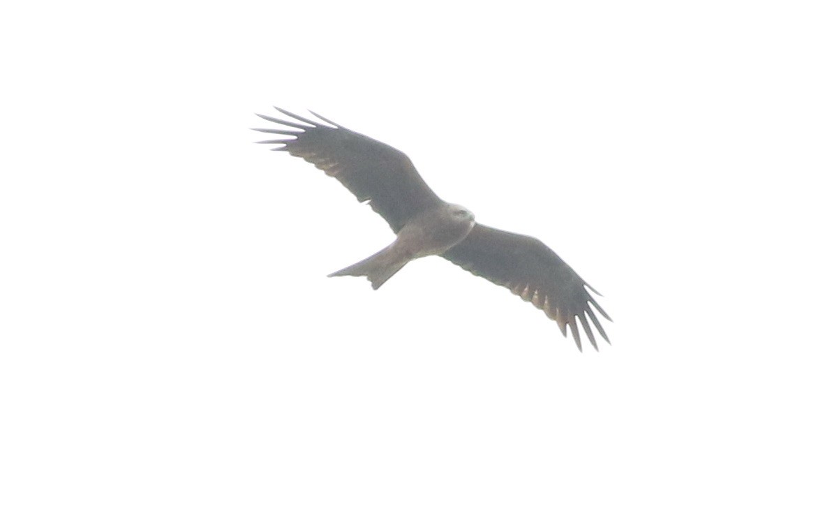 Black Kite - ML640596454
