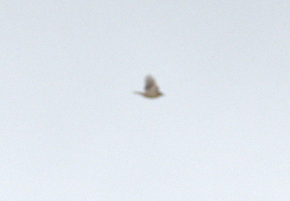 Zitting Cisticola - ML640596455