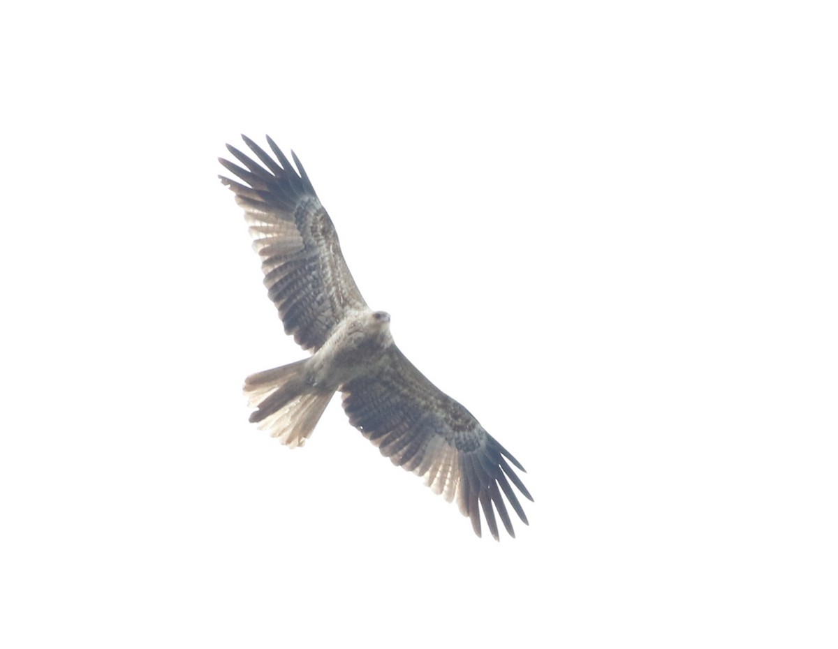 Whistling Kite - ML640596456