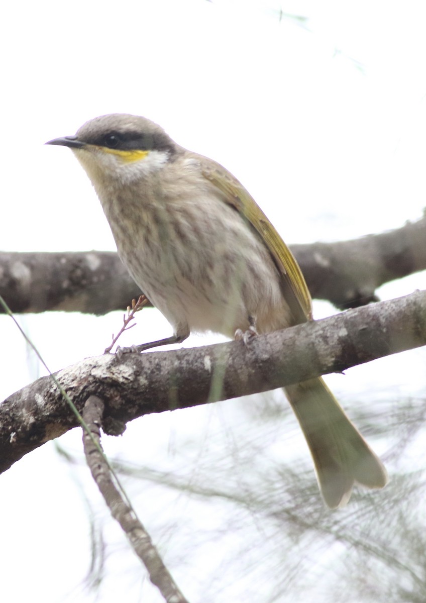 Singing Honeyeater - ML640596459