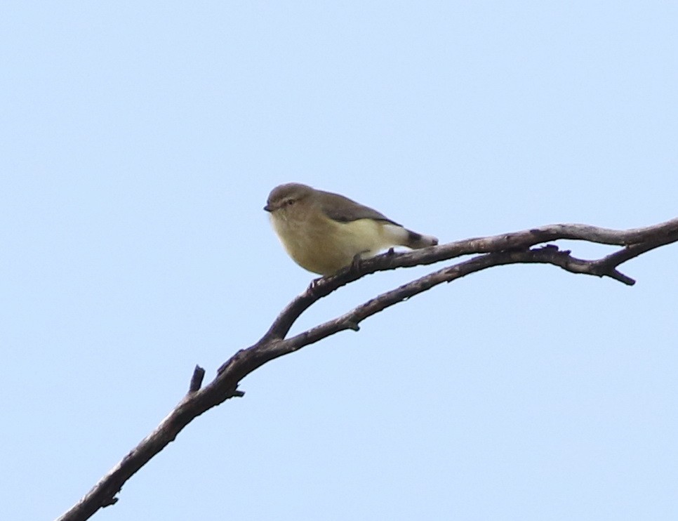 Weebill - ML640596460