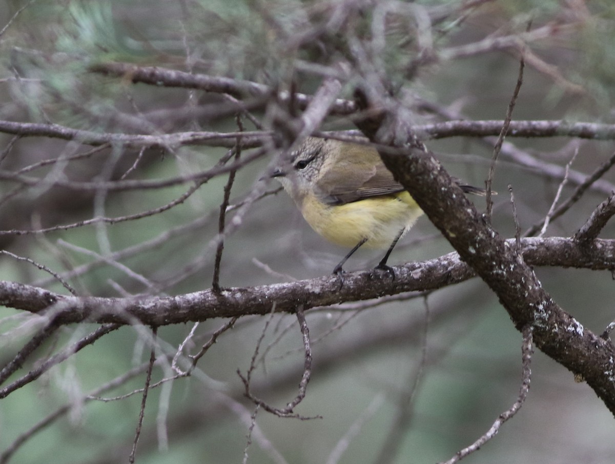 Yellow-rumped Thornbill - ML640596462