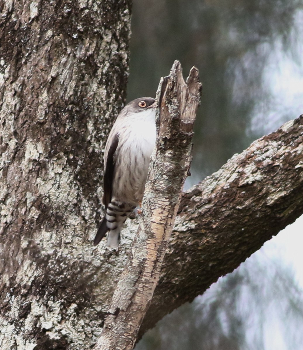 Varied Sittella - ML640596472