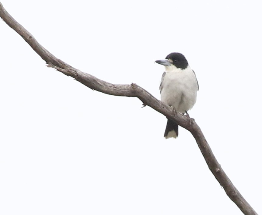 Gray Butcherbird - ML640596476