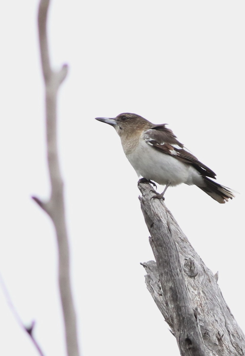 Pied Butcherbird - ML640596477