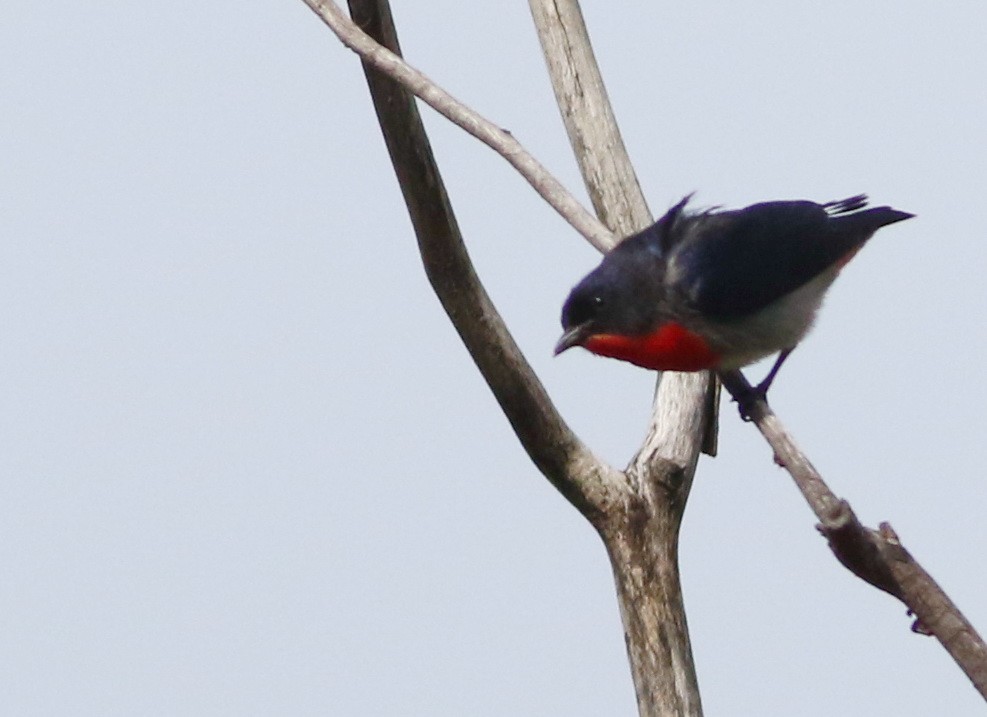 Mistletoebird - ML640596481