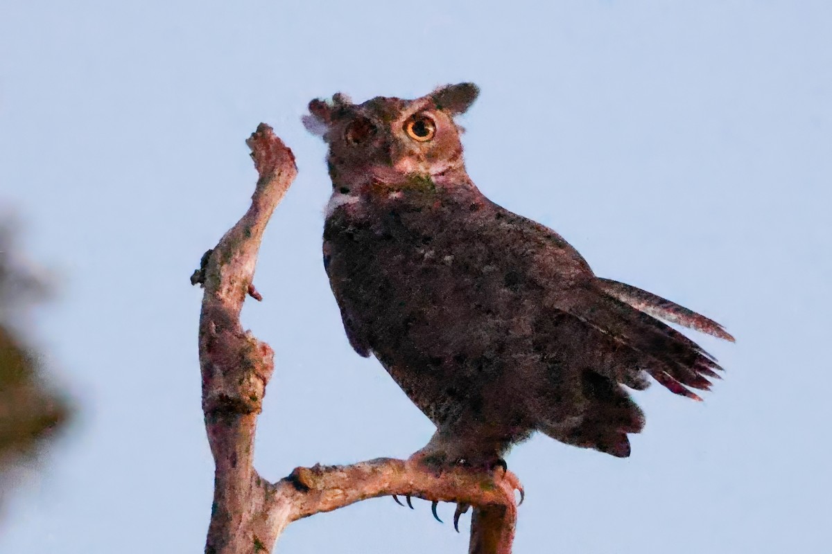 Great Horned Owl - ML640596484