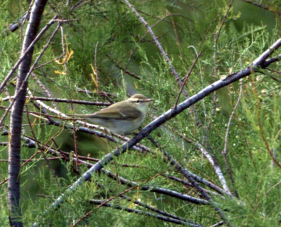 Greenish Warbler - ML640596486